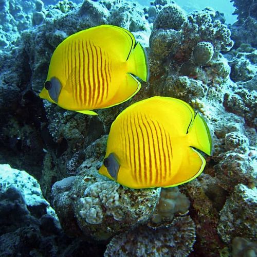 Yellow fish enjoying a swim