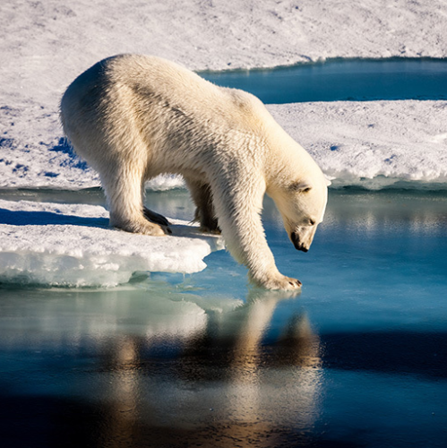 A Polar bear attempting to navigate without ice to walk on