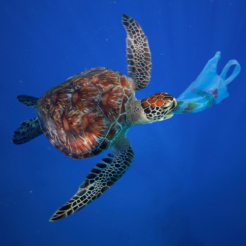 This sea turtle has tried to eat a plastic bag